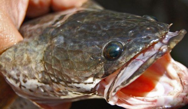 ��������ֲ�������ʲô�� ʮ��ֲ���ͼƬ