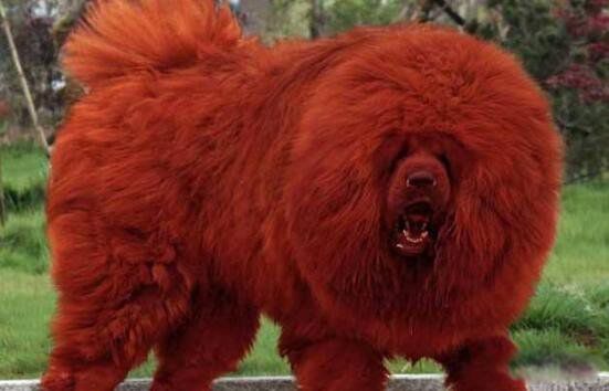 ����������ǮһֻͼƬ ������ֵǮ�ĺ�ɫ����