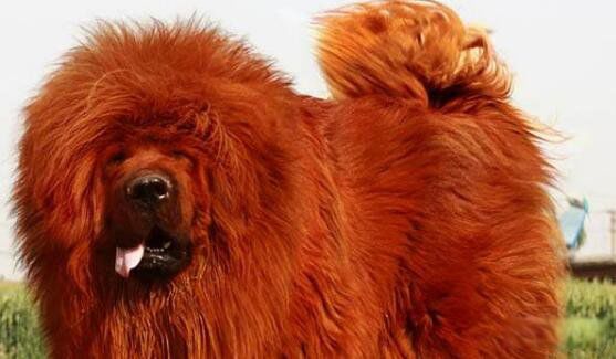 ����������ǮһֻͼƬ ������ֵǮ�ĺ�ɫ����