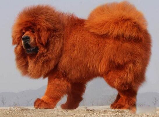 ����������ǮһֻͼƬ ������ֵǮ�ĺ�ɫ����