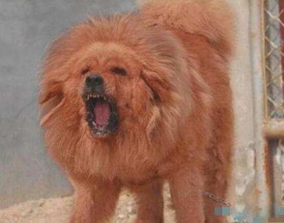 ����������ǮһֻͼƬ ������ֵǮ�ĺ�ɫ����