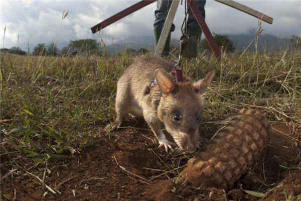 ���������������ж��ͼƬ ����ܴ�������