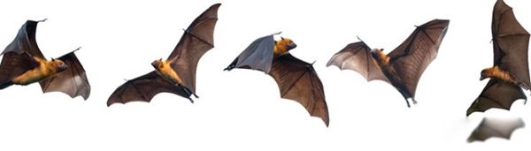 ����ɵ�������ʲôԤ�� �����ǲ���������