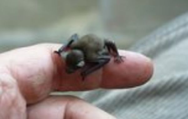 ����ɵ�������ʲôԤ�� �����ǲ���������