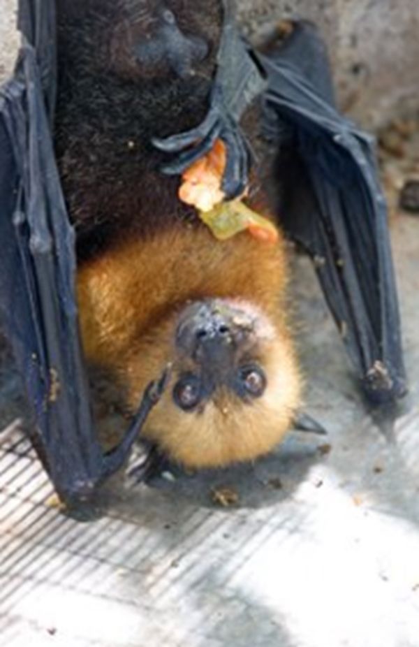 ����ɵ�������ʲôԤ�� �����ǲ���������