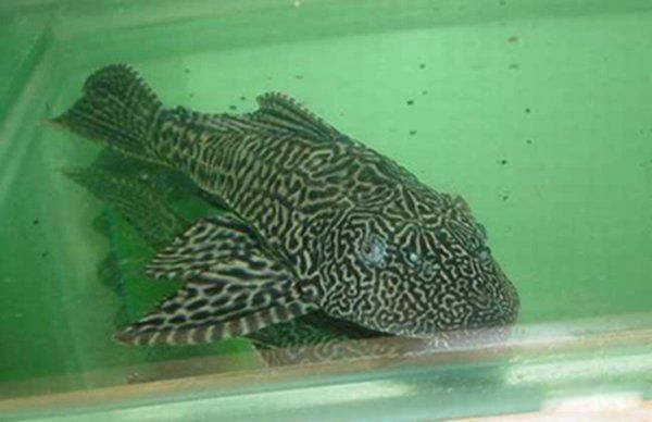 ���������ʲô�� ��������Σ����ʲô����