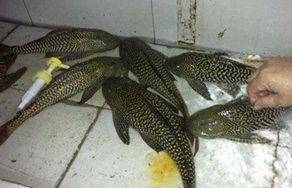 ���������ʲô�� ��������Σ����ʲô����