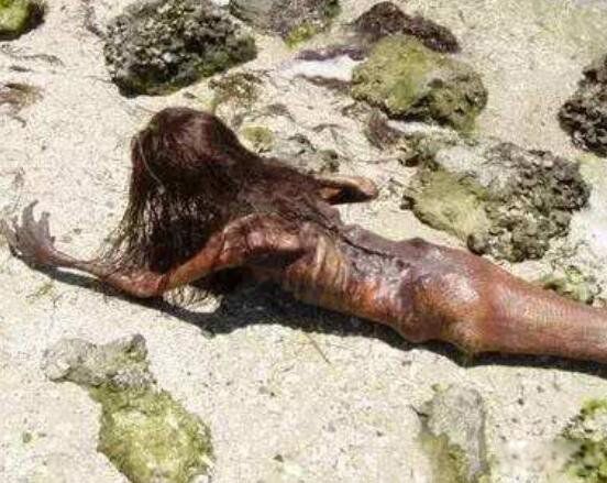 4个美人鱼传说故事 给我来一个美人鱼的故事