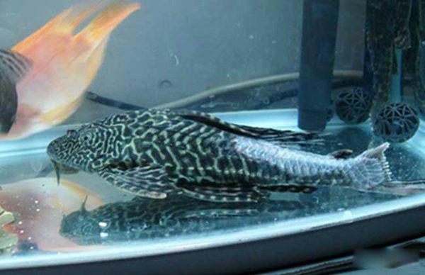 ���������ʲô�� ��������Σ����ʲô����