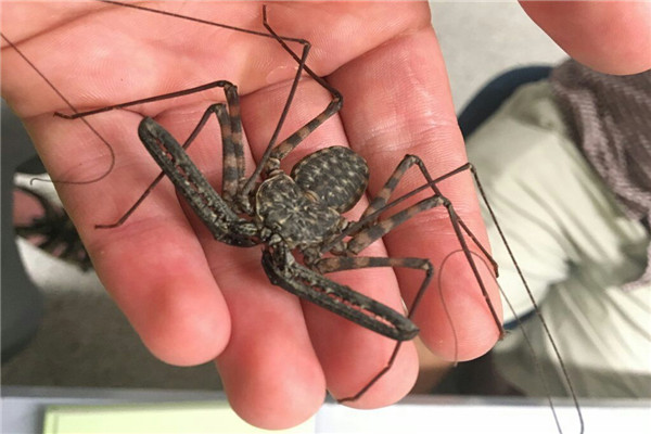 鞭蛛是什么蜘蛛 鞭蛛长什么样子图片