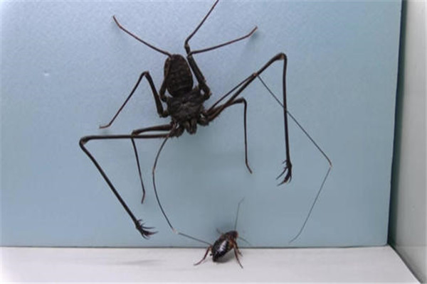 鞭蛛是什么蜘蛛 鞭蛛长什么样子图片