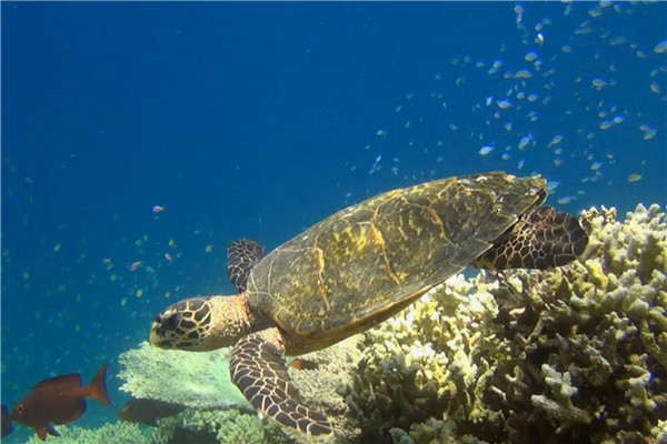 马里亚纳海沟在哪里 形成的原因是由哪两个板块形成的