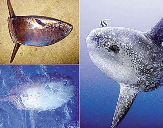 ������ĸ������� ��������̫��������ĺ���������