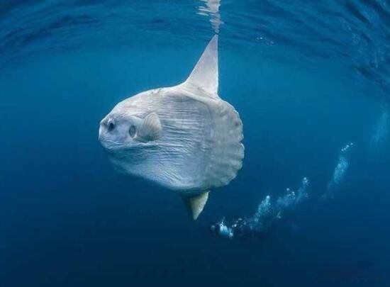 ������ĸ������� ��������̫��������ĺ���������