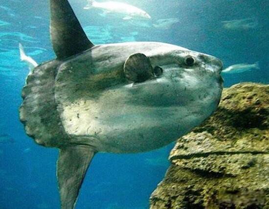 ������ĸ������� ��������̫��������ĺ���������