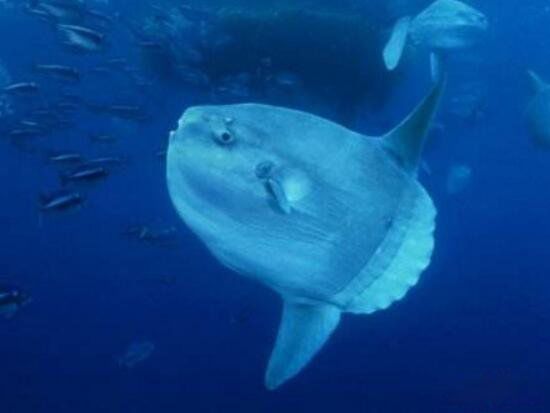 ������ĸ������� ��������̫��������ĺ���������