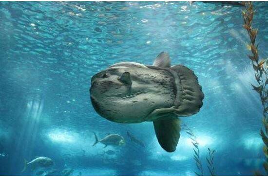 ������ĸ������� ��������̫��������ĺ���������