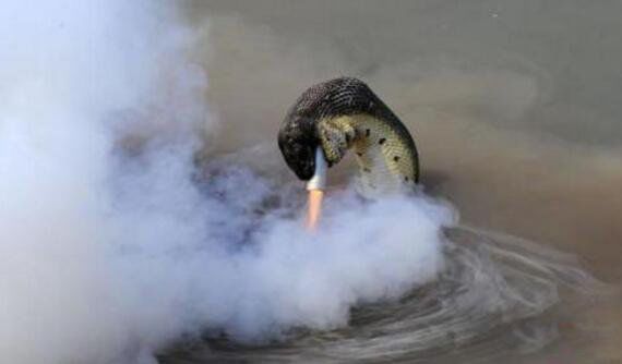 安徽巨蟒渡劫全过程 发生在95年的安徽巨蟒渡劫事件