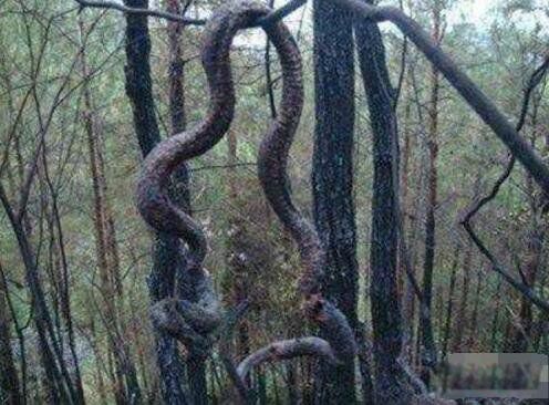 安徽巨蟒渡劫全过程 发生在95年的安徽巨蟒渡劫事件