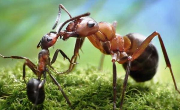 ������Ķ������а�ǰʮ�� ������������Ķ���������һ��֩��