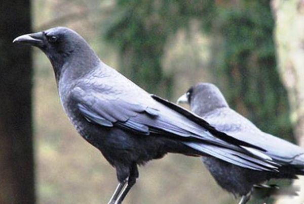 ������Ķ������а�ǰʮ�� ������������Ķ���������һ��֩��