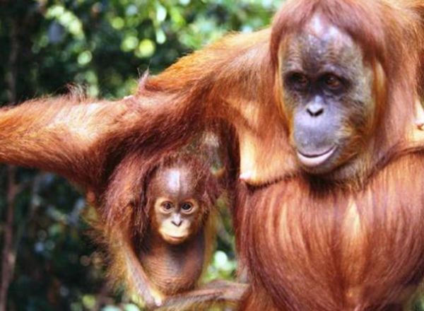 ������Ķ������а�ǰʮ�� ������������Ķ���������һ��֩��