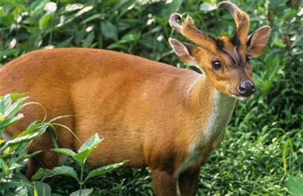 �����Ǽ����������� ����һֻ�����ж�����