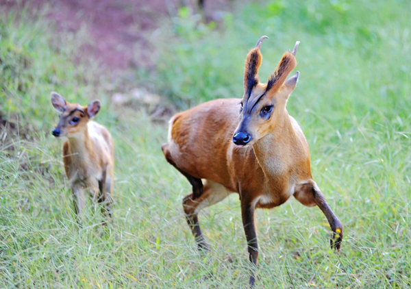 �����Ǽ����������� ����һֻ�����ж�����