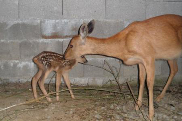 �����Ǽ����������� ����һֻ�����ж�����