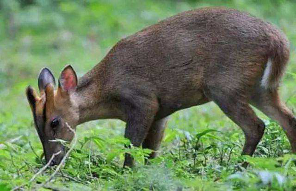 �����Ǽ����������� ����һֻ�����ж�����