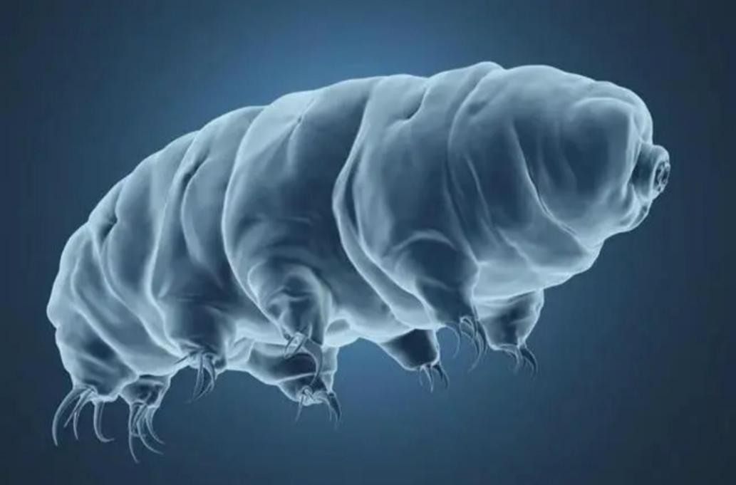 黑洞可以杀死水熊虫吗 杀死水熊虫的方法可以杀死吗