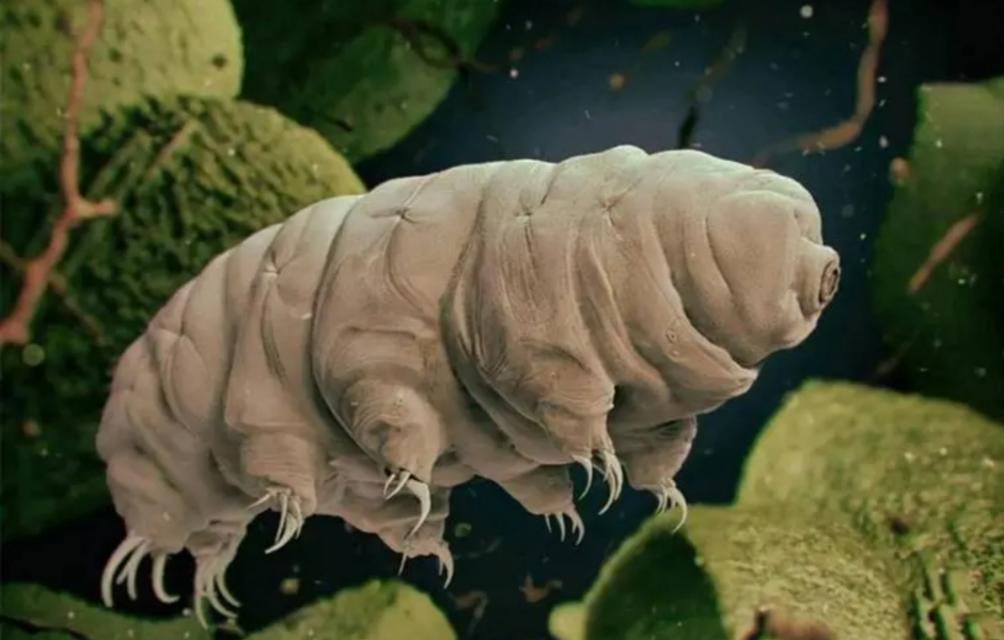 黑洞可以杀死水熊虫吗 杀死水熊虫的方法可以杀死吗