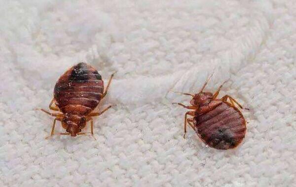 �д�ʭ��֢״��ʲô ��ʭ��ô��������