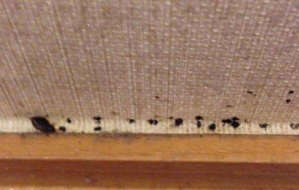 有床虱的症状是什么 床虱怎么彻底消灭