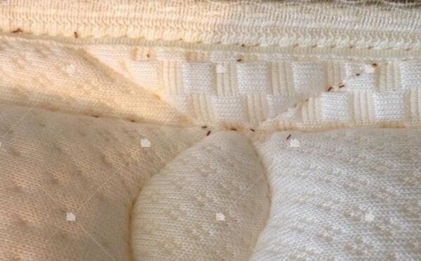 有床虱的症状是什么 床虱怎么彻底消灭