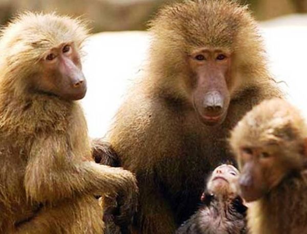 ������Ķ������а�ǰʮ�� ������������Ķ���������һ��֩��