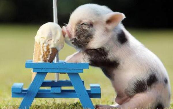 ΢����ͼƬ��ʲô���� С����������ͼƬ������