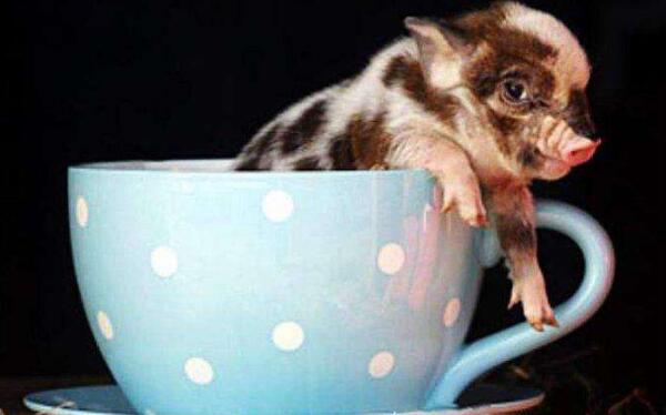 ΢����ͼƬ��ʲô���� С����������ͼƬ������