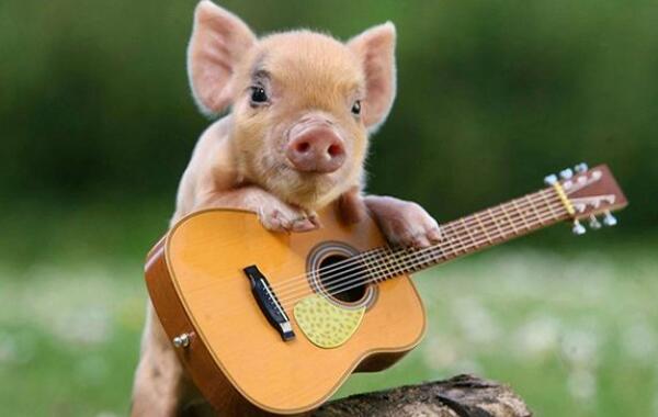 ΢����ͼƬ��ʲô���� С����������ͼƬ������