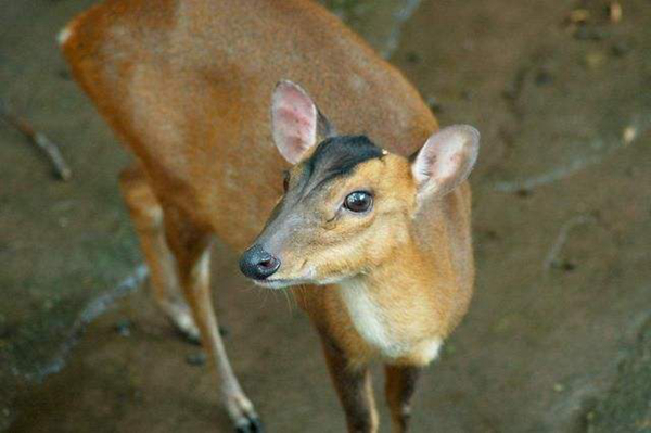 �����Ǽ����������� ����һֻ�����ж�����