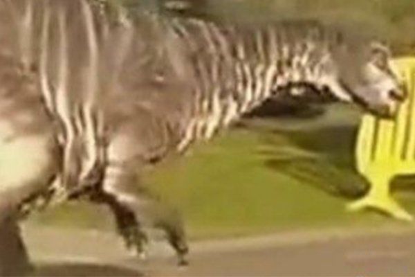 ��������׽һֻ�����¼�������� ����������һֻ�������ʯ