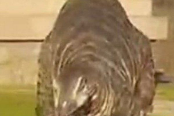 ��������׽һֻ�����¼�������� ����������һֻ�������ʯ