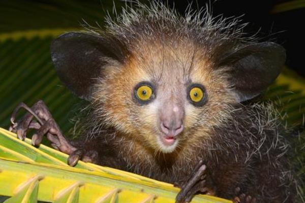 ���뿴ָ�����ͼƬ ָ�����ͼƬ��ʲô����