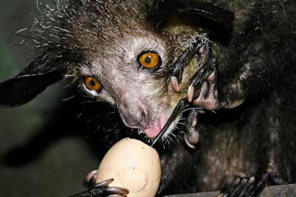 ���뿴ָ�����ͼƬ ָ�����ͼƬ��ʲô����