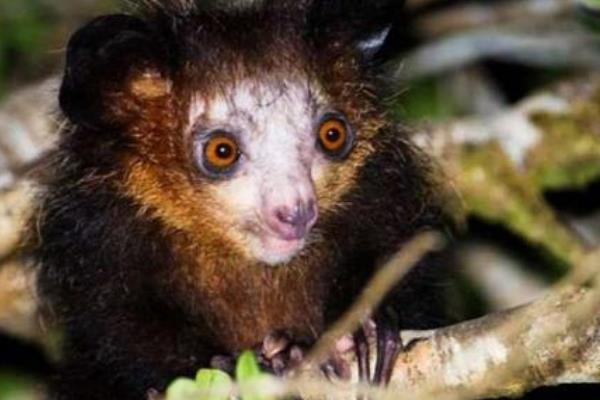 ���뿴ָ�����ͼƬ ָ�����ͼƬ��ʲô����