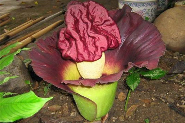 ̩̹ħ��ʹ������ĸ����� ̩̹ħ�󻨶�ͼƬΪʲô��ô��