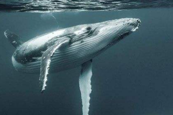 蓝鲸的舌头有多重 蓝鲸的天敌为什么是虎鲸