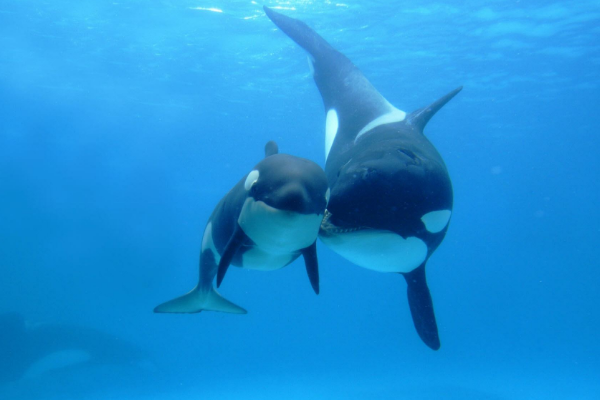 蓝鲸的舌头有多重 蓝鲸的天敌为什么是虎鲸