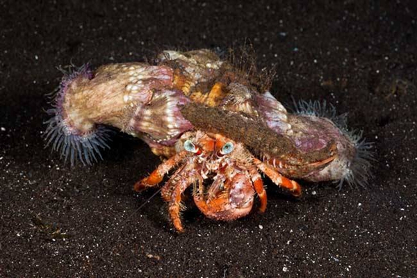 寄居蟹和海葵是怎样相互生存的 他俩是共生还是合作