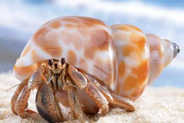 寄居蟹和海葵是怎样相互生存的 他俩是共生还是合作